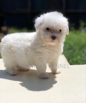 1-3 months Female Purebred Maltese - thumbnail 2