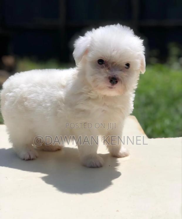 1-3 months Female Purebred Maltese - main view