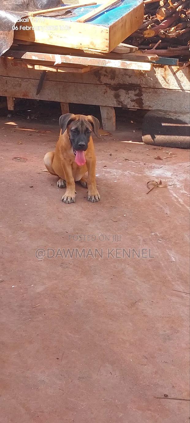 1-3 months Male Purebred Boerboel