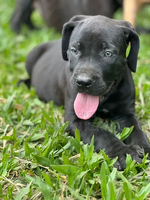 1-3 months Male Purebred Boerboel