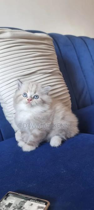 1-3 months Male Purebred Ragdoll - thumbnail 2