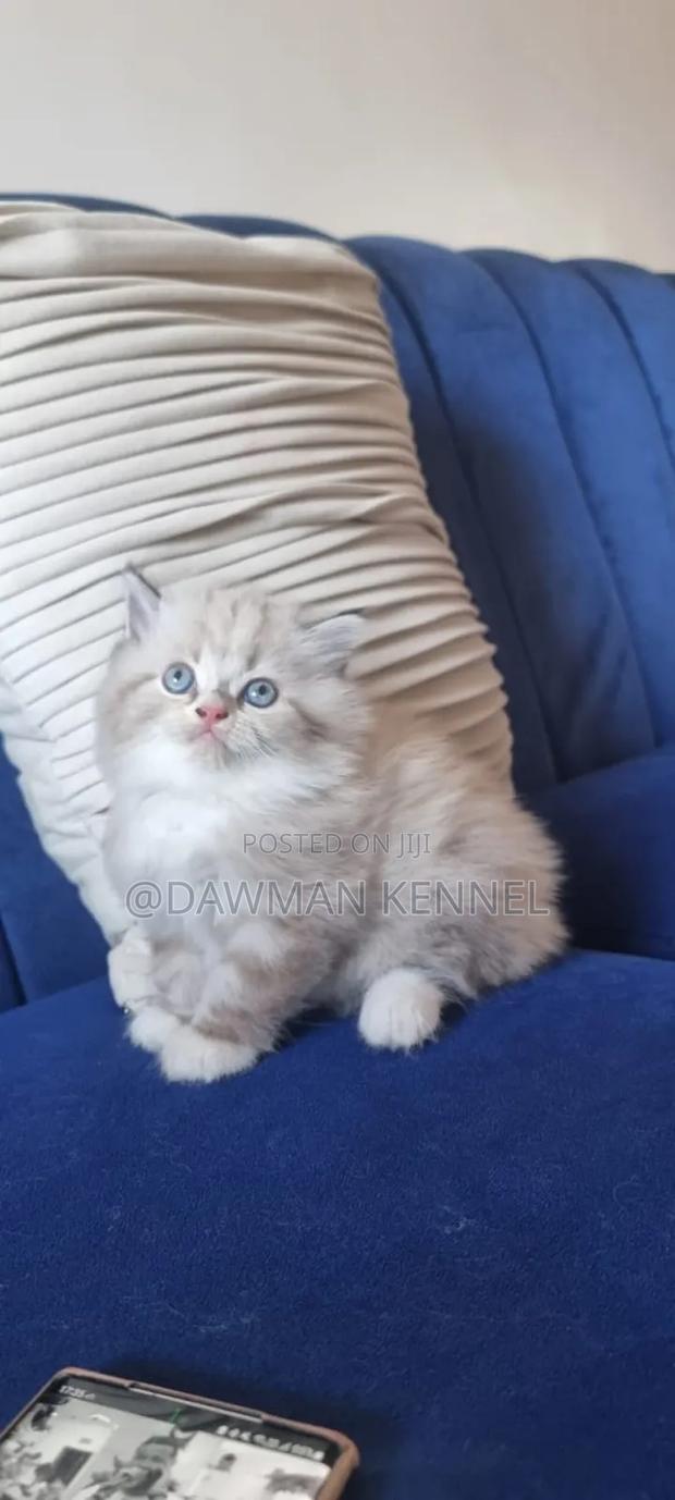 1-3 months Male Purebred Ragdoll - main view