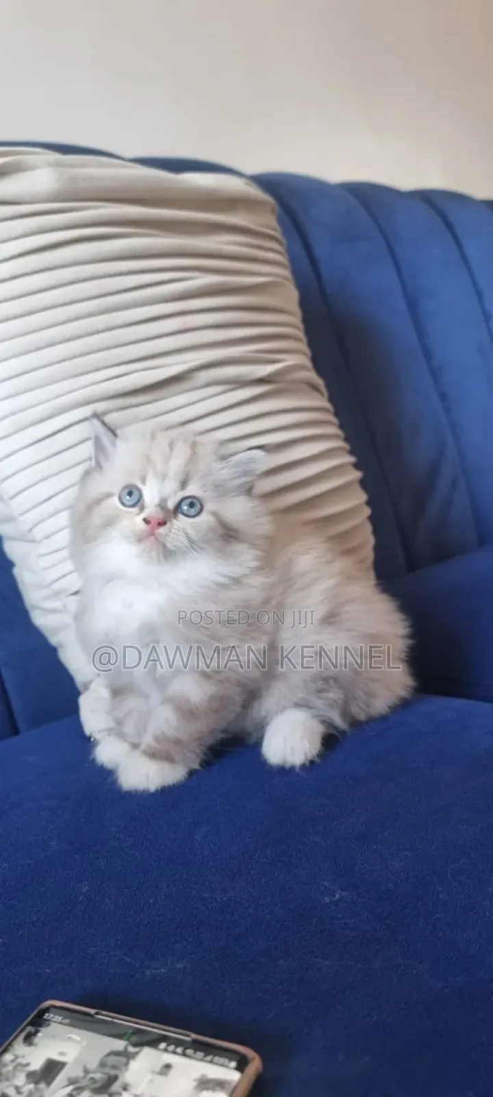 1-3 months Male Purebred Ragdoll