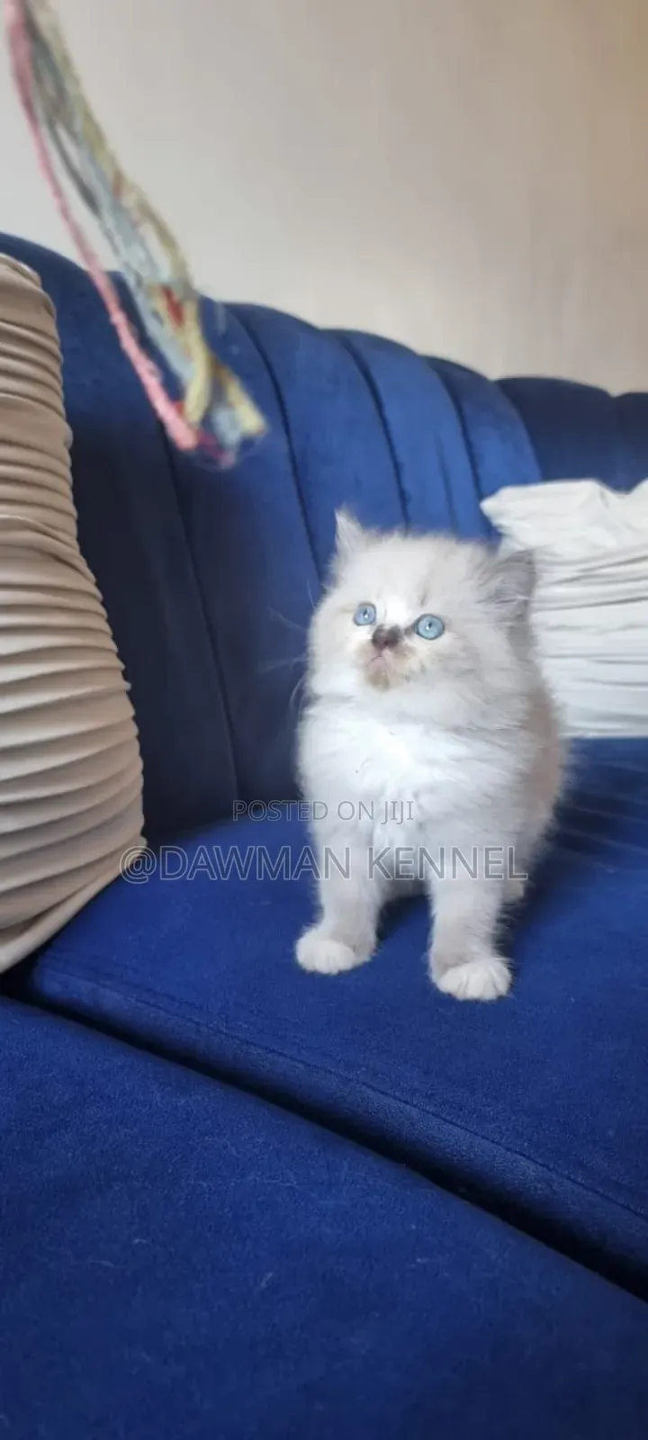 1-3 months Male Purebred Ragdoll