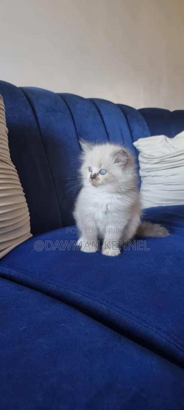 1-3 months Male Purebred Ragdoll - thumbnail 4