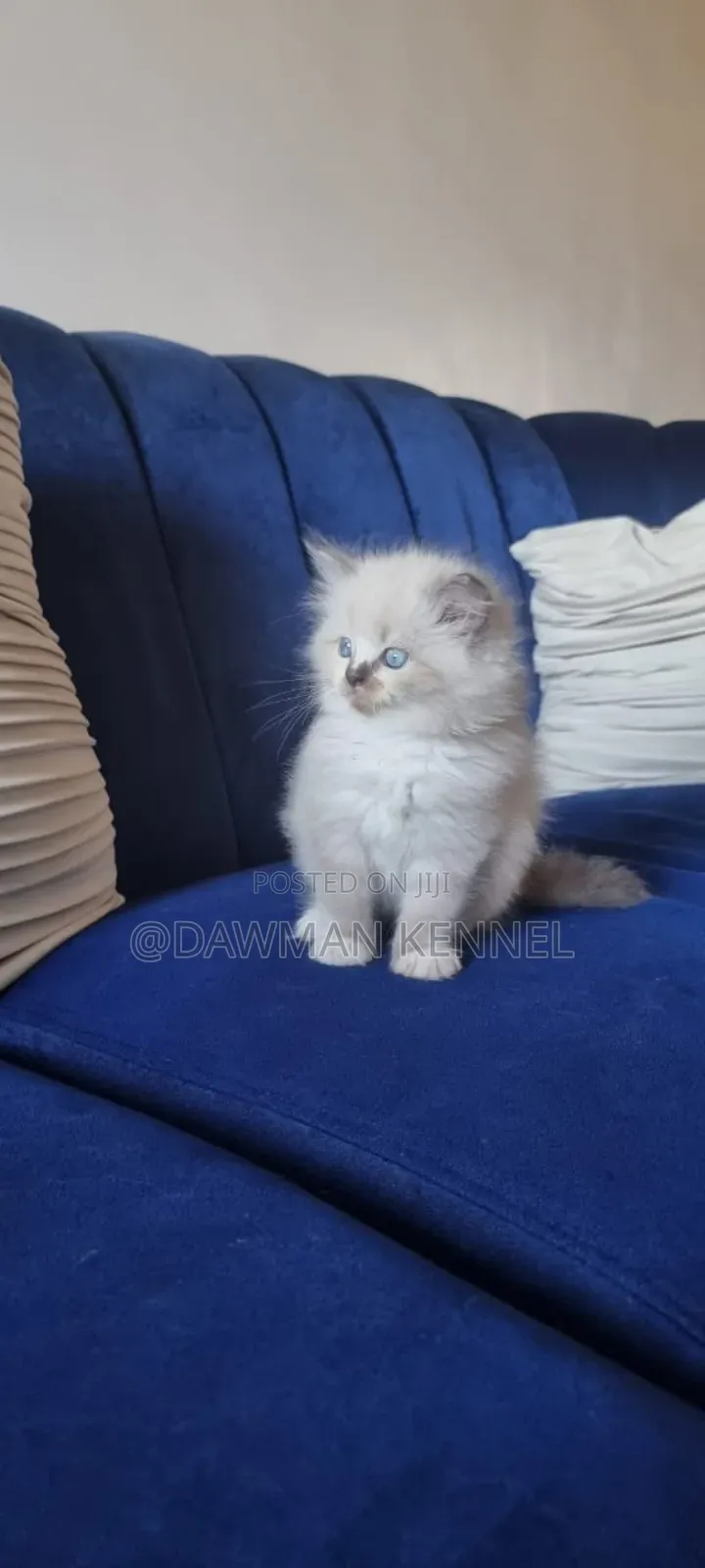 1-3 months Male Purebred Ragdoll