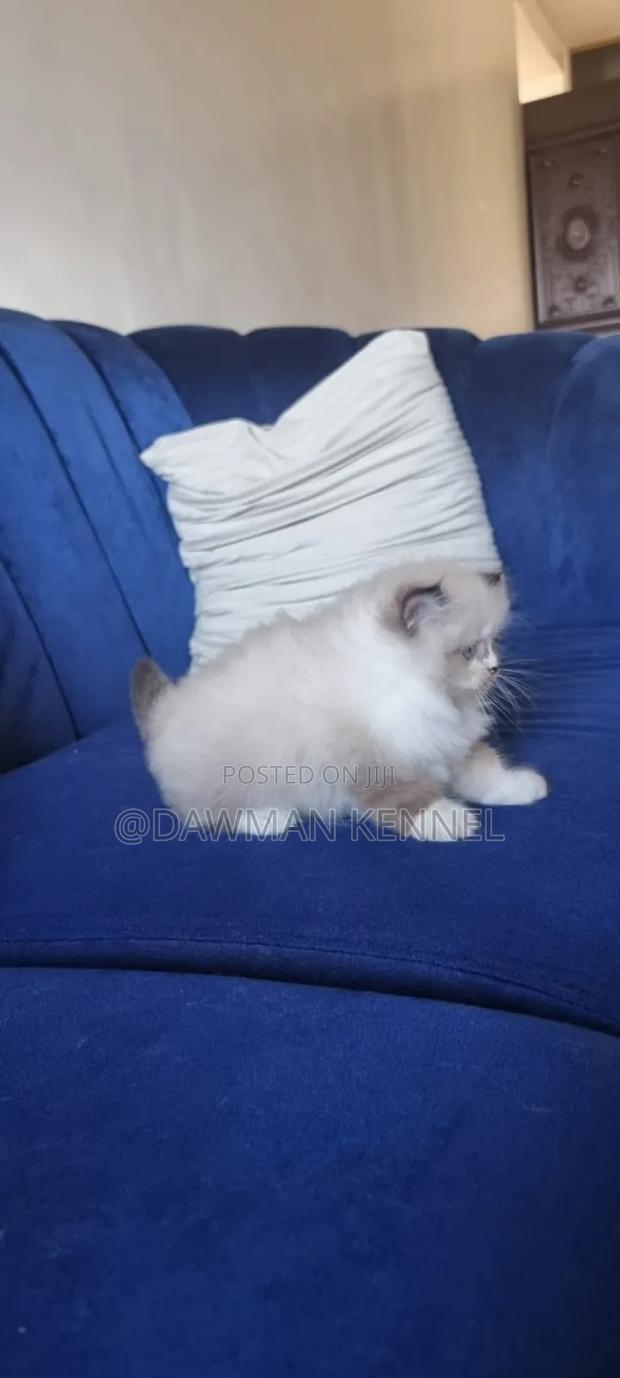 1-3 months Male Purebred Ragdoll - thumbnail 5