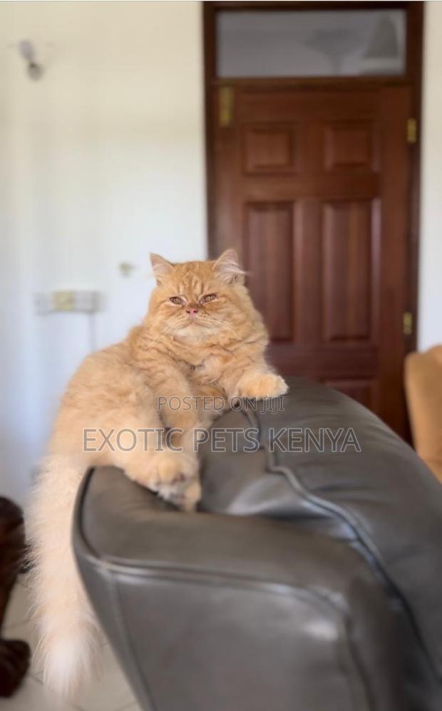 1+ year Male Purebred Persian - main view