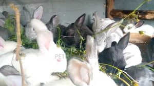 Hybrid Rabbit for Breeding