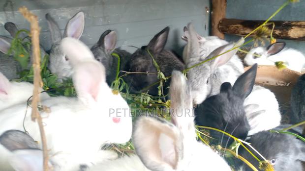 Hybrid Rabbit for Breeding - thumbnail 2