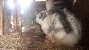 Hybrid Rabbit for Breeding