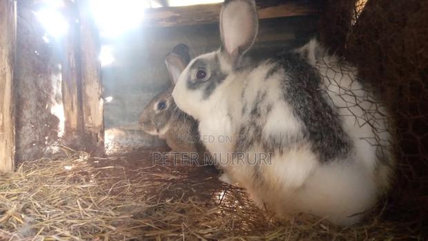 Hybrid Rabbit for Breeding - thumbnail 3