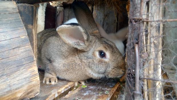 Hybrid Rabbit for Breeding - thumbnail 4