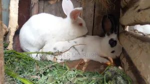 Hybrid Rabbit for Breeding