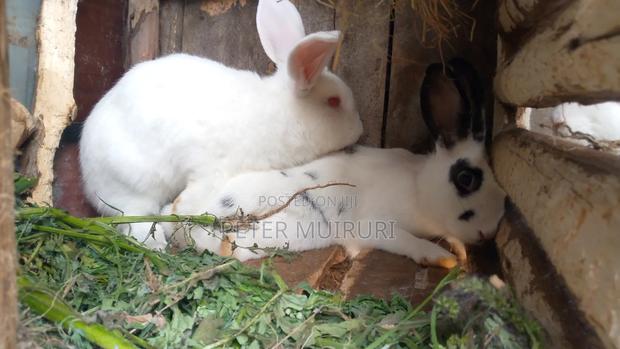 Hybrid Rabbit for Breeding