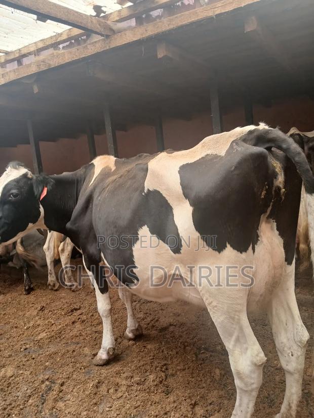 Freshian. 2nd Gen - main view