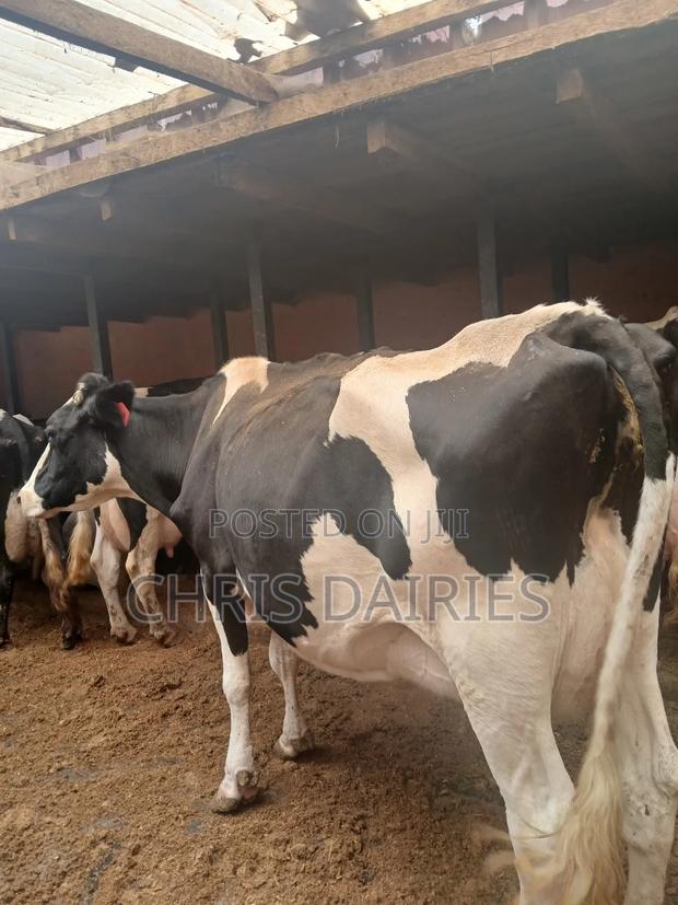 Freshian. 2nd Gen - thumbnail 2