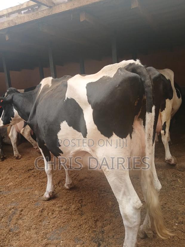 Freshian. 2nd Gen - thumbnail 3