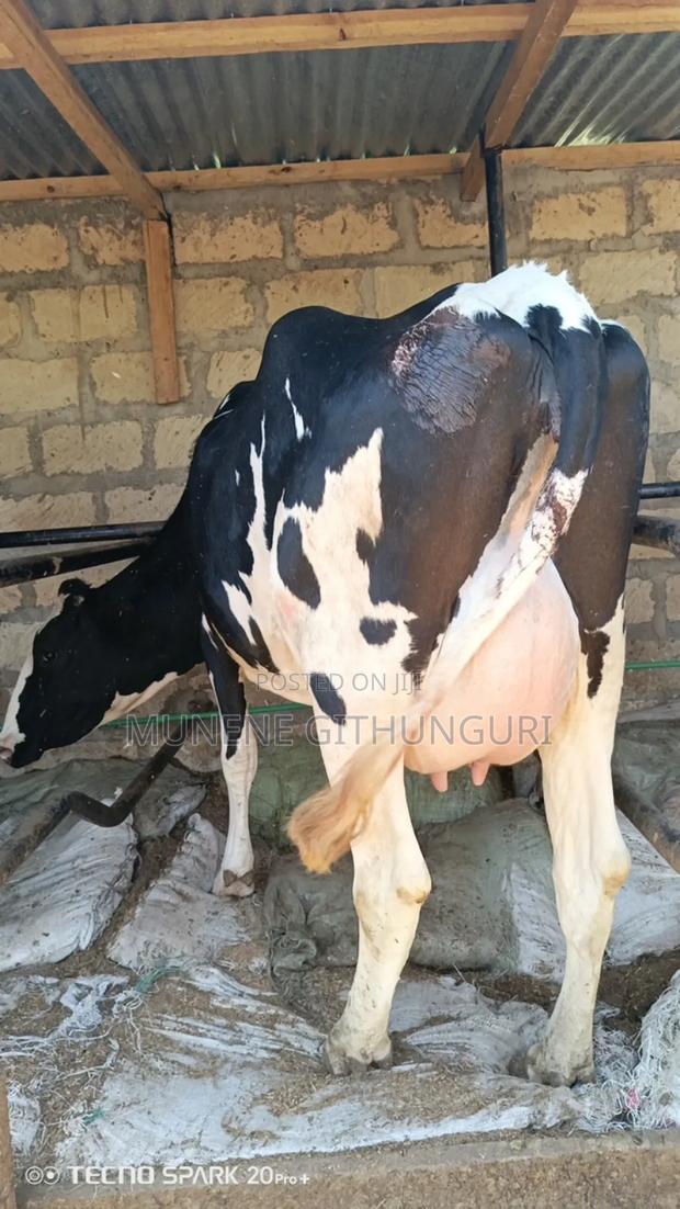 A Freshly Calved Heifer - main view