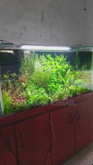 Aquarium Planted Tanks - thumbnail 2