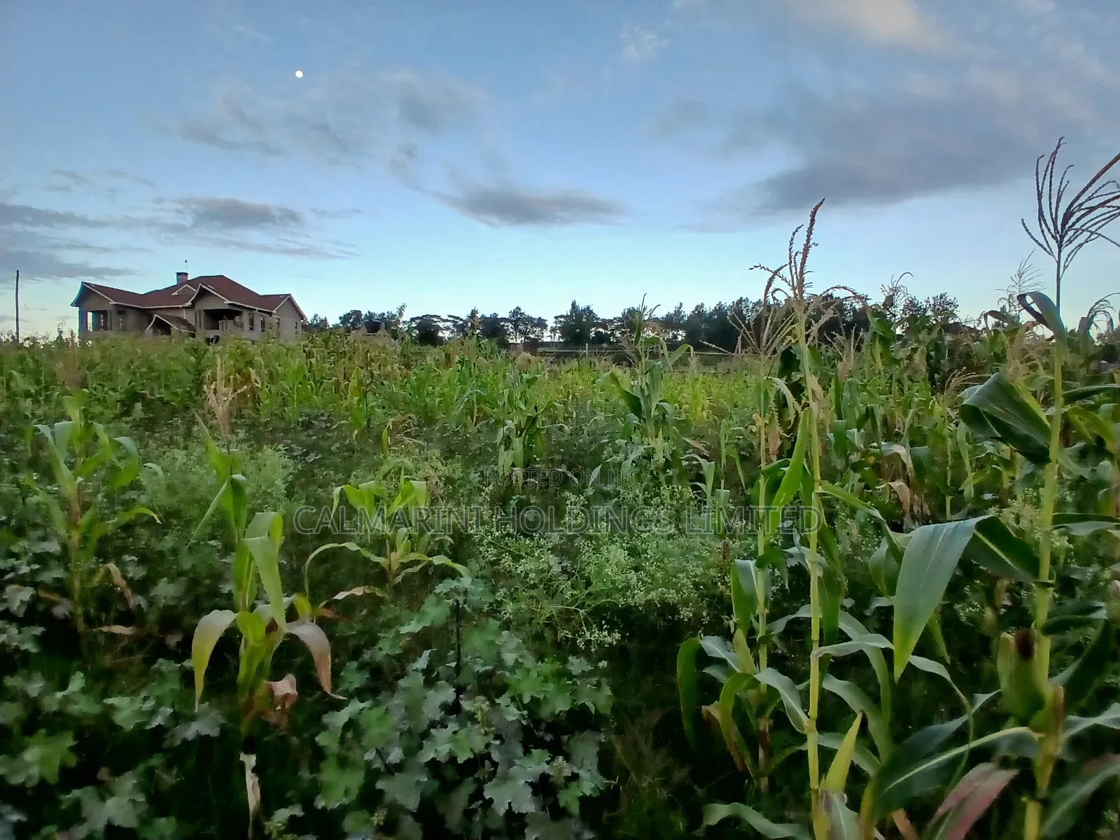 Prime 100 by 100 Plot in Upper Matasia Gated Neighborhood