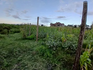 Prime 100 by 100 Plot in Upper Matasia Gated Neighborhood