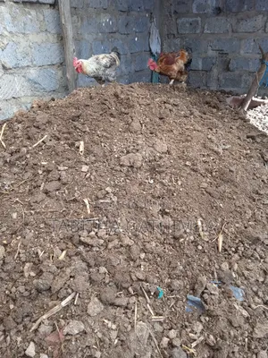 Chicken Manure. Goat, and Cow Manure