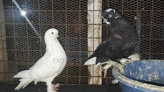 Long Face Pigeons - main view