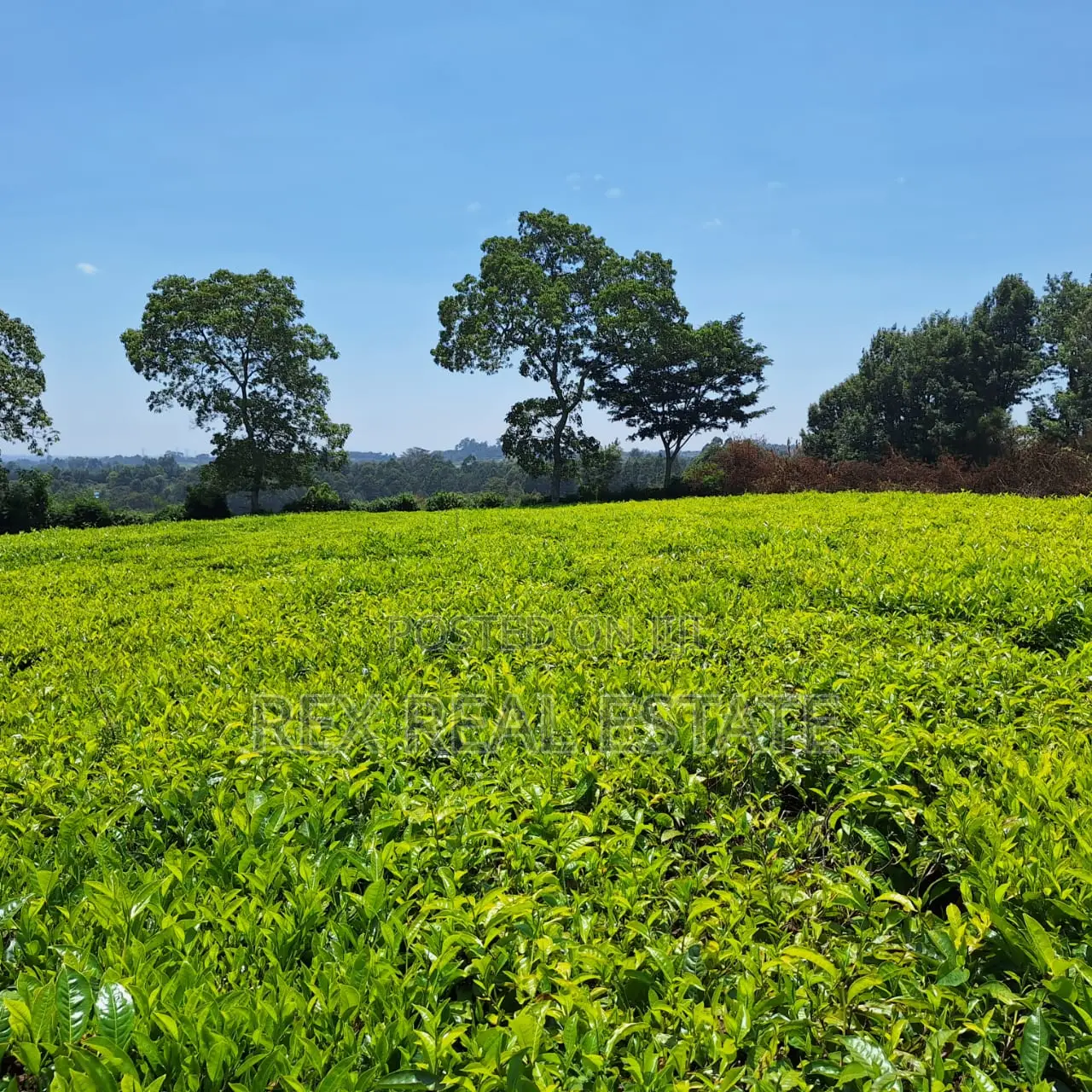 Tigoni - Kentmere Area 1/2 Acre Serviced Plots for Sale