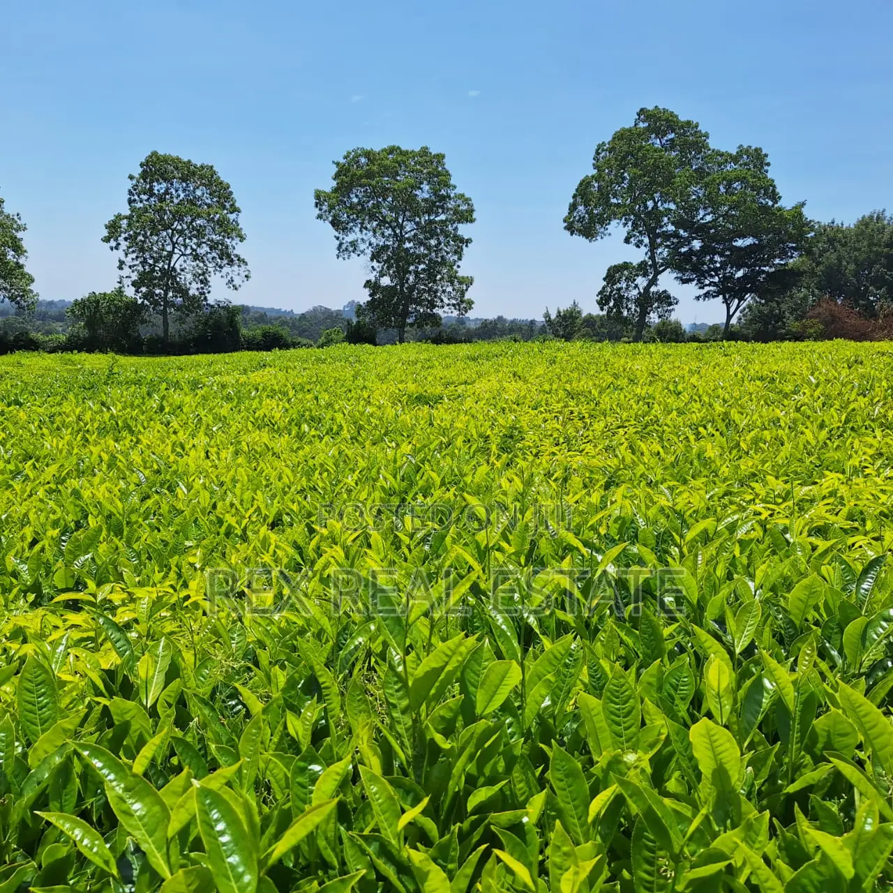 Tigoni - Kentmere Area 1/2 Acre Serviced Plots for Sale