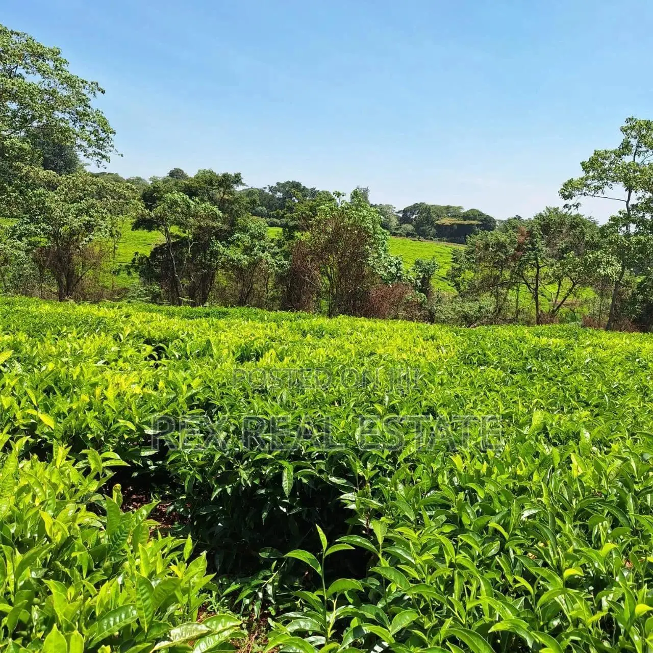 Tigoni - Kentmere Area 1/2 Acre Serviced Plots for Sale