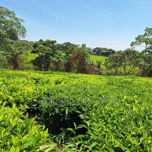 Tigoni - Kentmere Area 1/2 Acre Serviced Plots for Sale - thumbnail 11