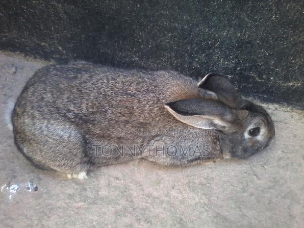 Hybrid Rabbits. - thumbnail 3
