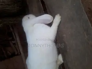 Hybrid Rabbits. in Mombasa Road - Farm Animals, Tonnythomas | Jiji.co.ke