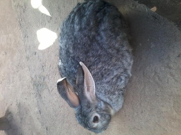 Hybrid Rabbits. - thumbnail 4