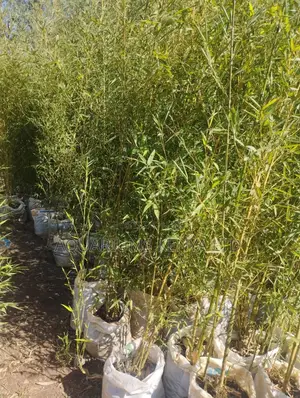 Bamboo Plants,5ft Bamboo Plants
