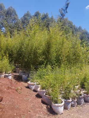 Bamboo Plants For Fencing,Fencing Bamboo - thumbnail 2
