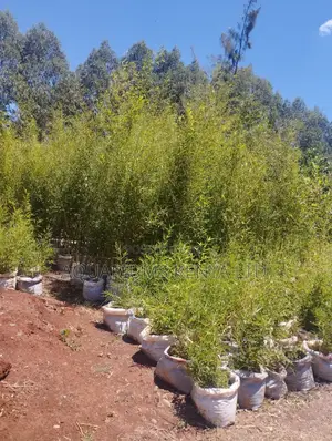 Bamboo Plants For Fencing,Fencing Bamboo