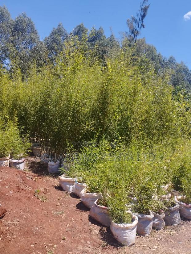 Bamboo Plants For Fencing,Fencing Bamboo - main view
