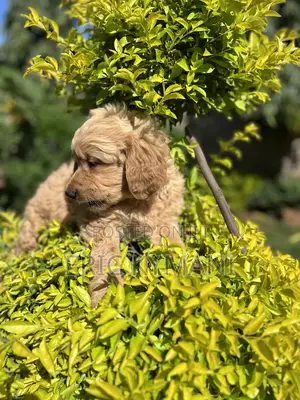 1-3 months Female Purebred Golden Retriever