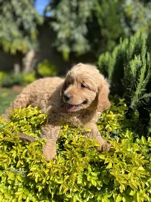 1-3 months Female Purebred Golden Retriever
