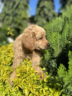 1-3 months Female Purebred Golden Retriever