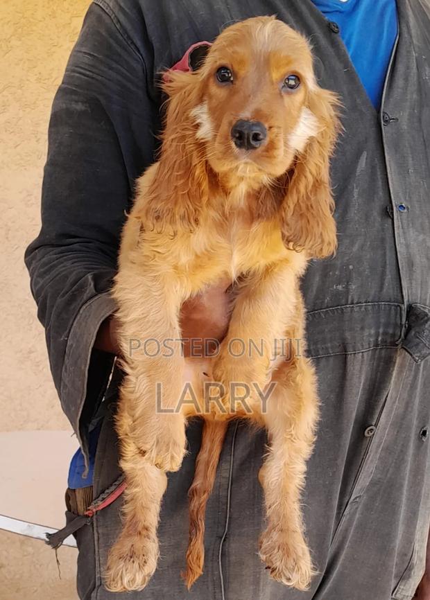 1-3 months Male Purebred Cocker Spaniel - main view