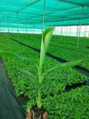 Protect Your Plants With High-Quality Shade Nets