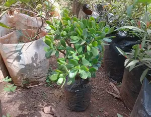 Jade Plant. Beautiful.