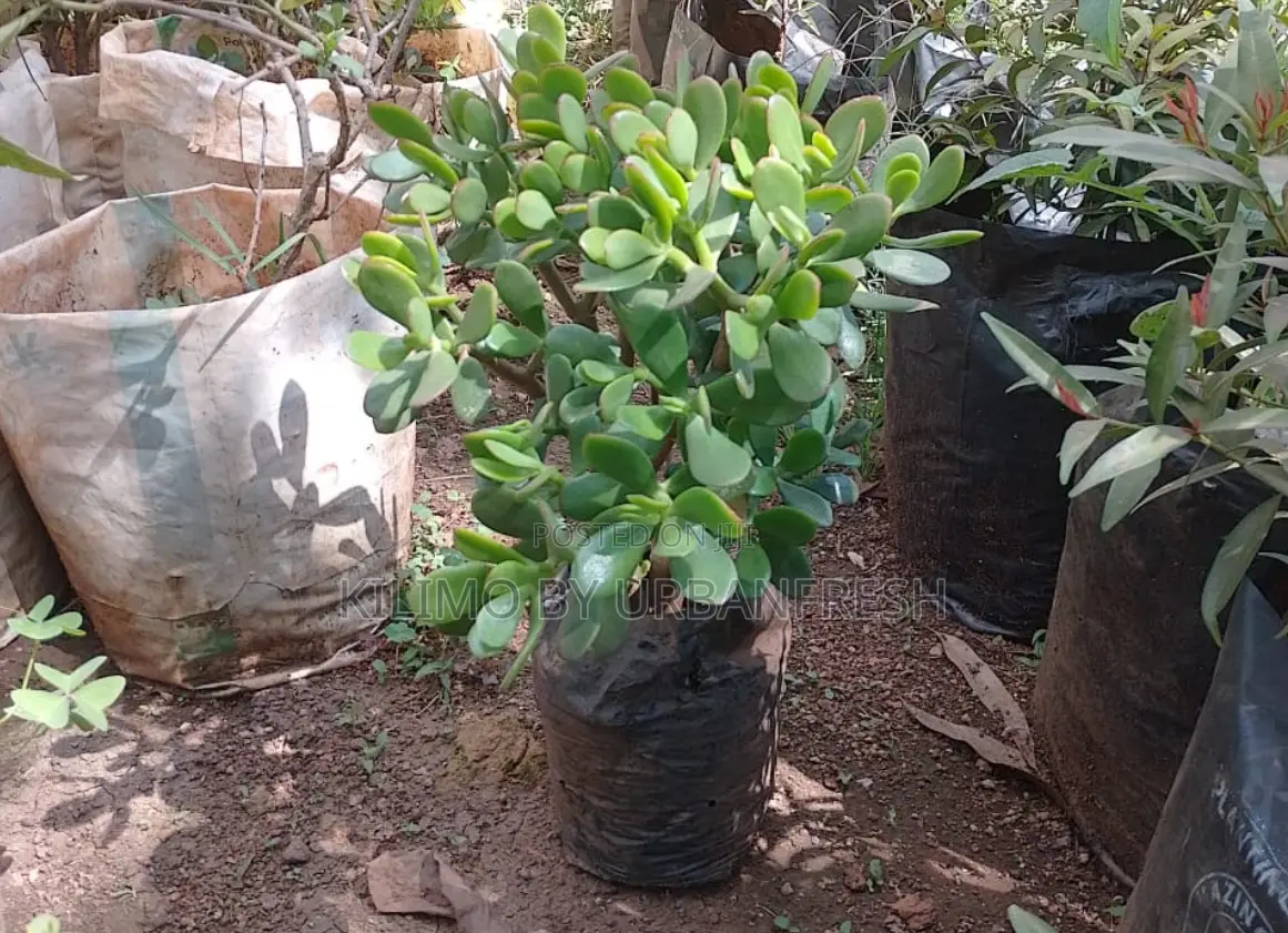 Jade Plant. Beautiful.