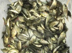 Commercial Grade Tilapia Fingerlings For Sale