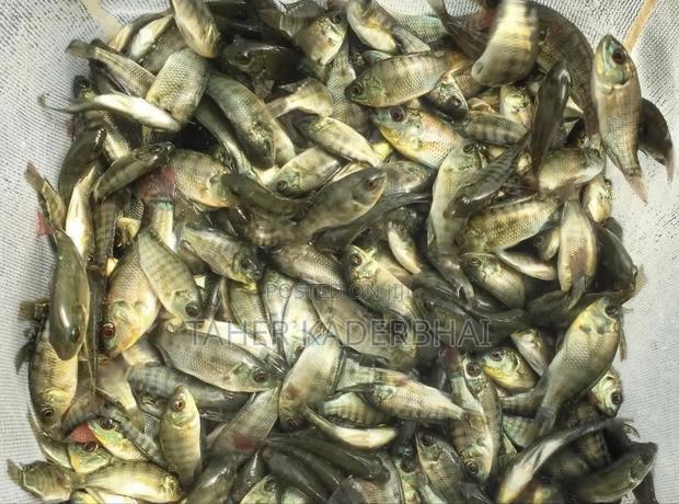 Commercial Grade Tilapia Fingerlings for Sale