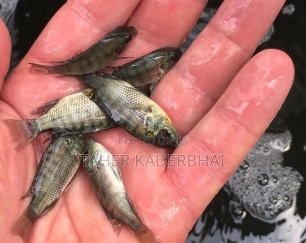Commercial Grade Tilapia Fingerlings for Sale - thumbnail 2