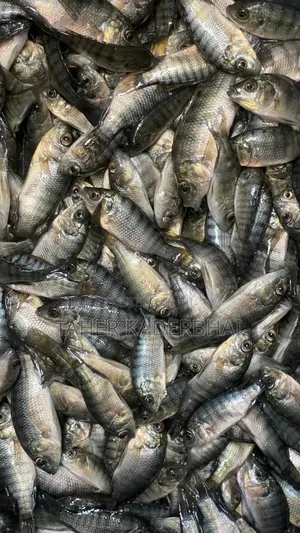 Commercial Grade Tilapia Fingerlings For Sale